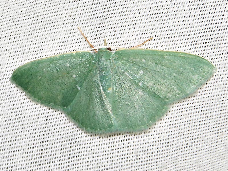 Prasinocyma panchlora