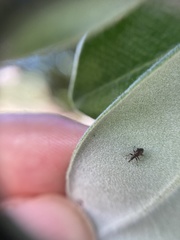 Neocyba metrosideros