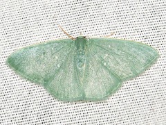 Prasinocyma panchlora