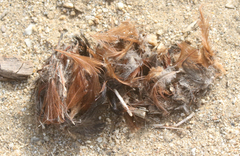 Spatula cyanoptera