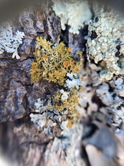 Teloschistes sieberianus