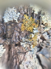 Teloschistes sieberianus