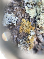 Teloschistes sieberianus