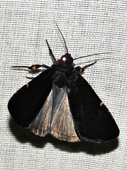 Callyna nigerrima