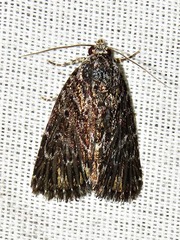 Hadjina carcaroda