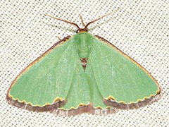 Heterorachis devocata devocata