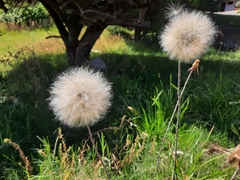 Chaptalia arechavaletae