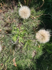 Chaptalia arechavaletae