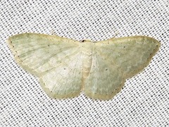 Scopula hectata
