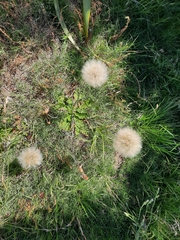 Chaptalia arechavaletae