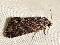 Hadjina carcaroda