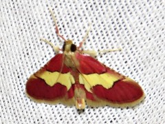 Bostra xanthorhodalis