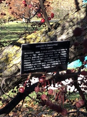 Malus sargentii