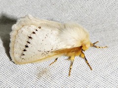 Phiala