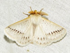 Phiala