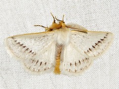Phiala