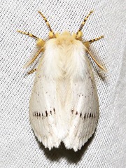 Phiala