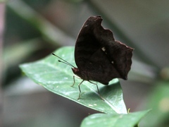 Junonia stygia