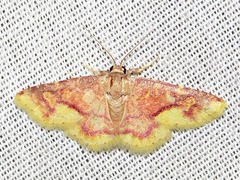 Syngatha latiflavaria