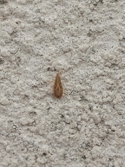 Belonochilus numenius