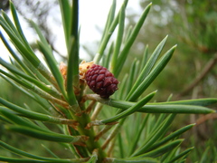 Pinus sylvestris