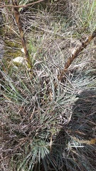 Puya lineata