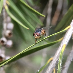 Calliphora dubia