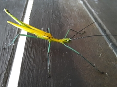 Tithonophasma tithonus