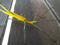 Tithonophasma tithonus