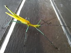 Tithonophasma tithonus