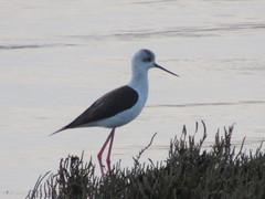 Himantopus himantopus