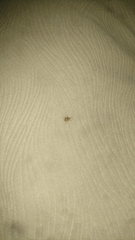Niptus hololeucus