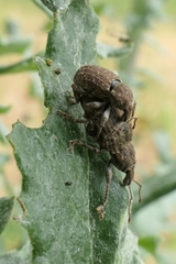 Irenimus parilis