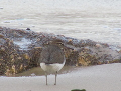 Actitis hypoleucos