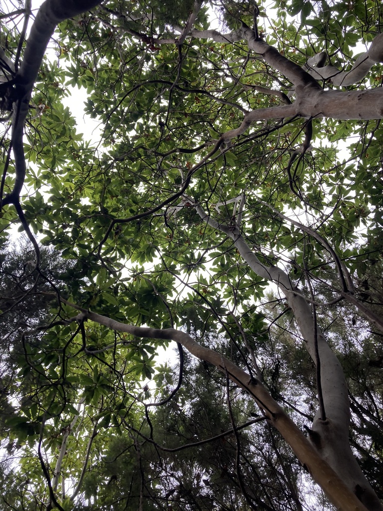 Arbutus canariensis - council-listed tree