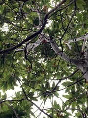Arbutus canariensis image