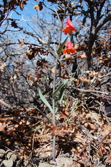 Fritillaria recurva