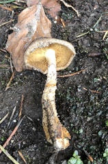 Fungi