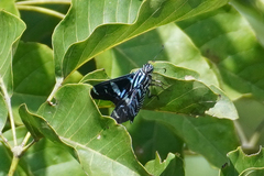 Jemadia pseudognetus
