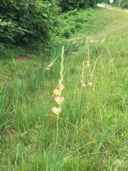 Gladiolus × hortulanus