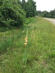 Gladiolus × hortulanus