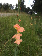 Gladiolus × hortulanus