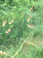 Gladiolus × hortulanus
