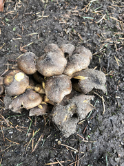 Fungi