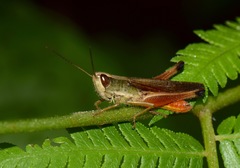 Amblytropidia trinitatis