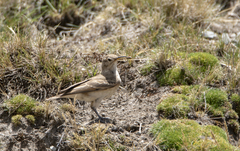Geositta tenuirostris