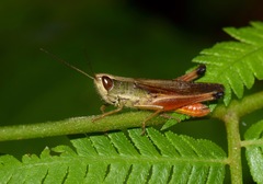 Amblytropidia trinitatis