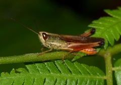 Amblytropidia trinitatis