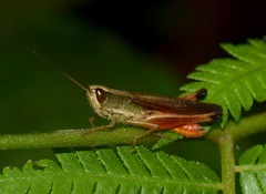 Amblytropidia trinitatis