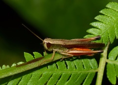 Amblytropidia trinitatis